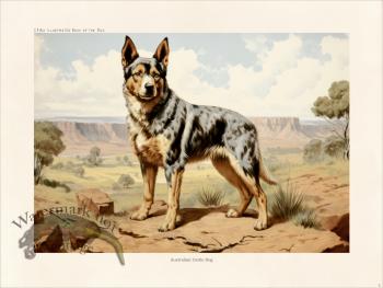 CFA Dog Australian Cattle Dog 02